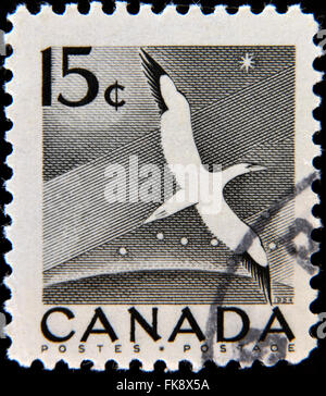CANADA - CIRCA 1954: a stamp printed in Canada shows Gannet, Bird, circa 1954 Stock Photo
