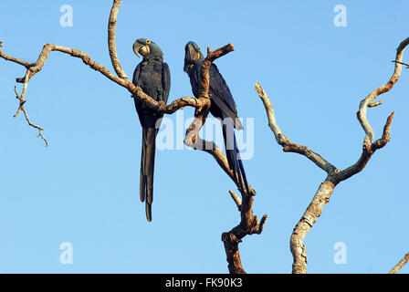 Macaws-large - Anodorhynchus hyacinthinus - the Pantanal