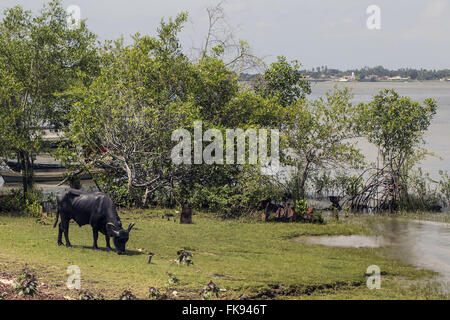 Buffalo grazing on the waterfront - Ilha do Marajo Stock Photo