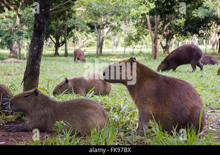 Capybaras in the Indigenous Nations Park Stock Photo