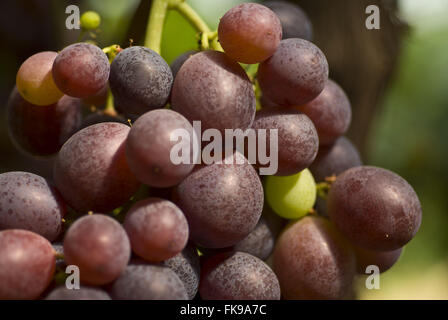 Plantation of Red Globe grape type table in rural New Padua - RS Stock Photo