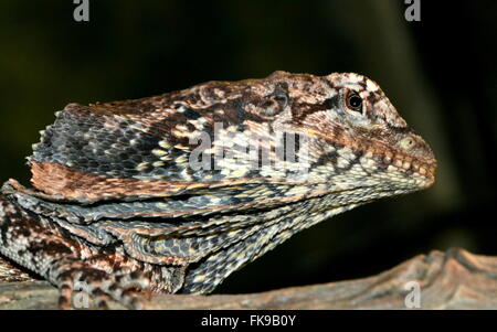 Australian Frilled-neck Lizard or Frilled Dragon (Chlamydosaurus kingii) Stock Photo