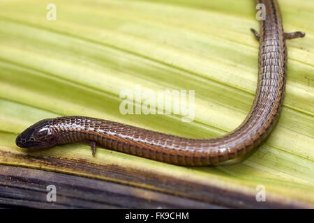 Lizard nickname - Bachia sp Stock Photo - Alamy