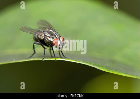 Domestica fly - Musca domestica Stock Photo