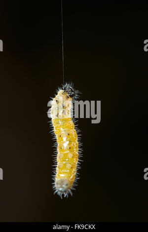 Caterpillar climbing up silk Stock Photo