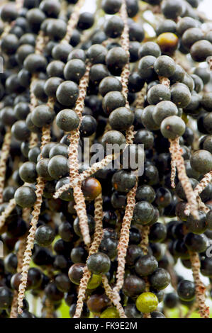 Fruit bunches of acaizeiro - Euterpe oleracea Stock Photo