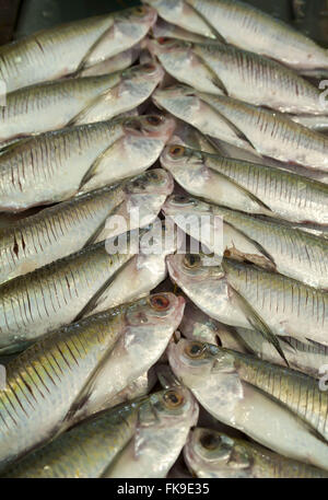 Fish for sale in market in Manaus - AM Stock Photo