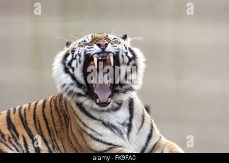 Roaring tiger - the city zoo founded in 1932 - maintained by Hermann Foundation Weege Stock Photo