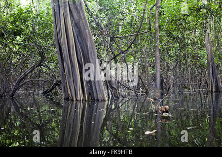 Amazon River Floodplain In Flood Near Iquitos Aerial Stock Photo Alamy   Floodplain In The Flooded Amazon Forest In Mamiraua Book Medio Region Fk9htb 