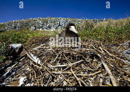 Brown Booby - Sula leucogaster - in Siriba Island Stock Photo