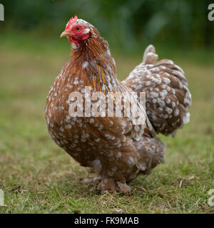 millefleurs pekin bantam chicken Stock Photo