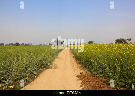 A dusty track through mustard fields near Abohar in Ferozepur district of Rajasthan Stock Photo