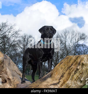 labrador retriever, black Stock Photo