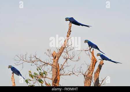 Macaws-large - Anodorhynchus hyacinth - in the Pantanal of Pocone