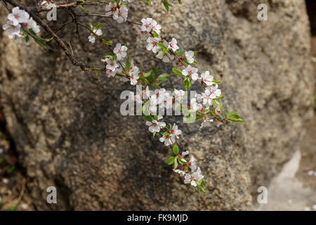 Spring in China. Wild sakura in the mountains. Qianshan National Park, Anshan, Liaoning Province, China Stock Photo