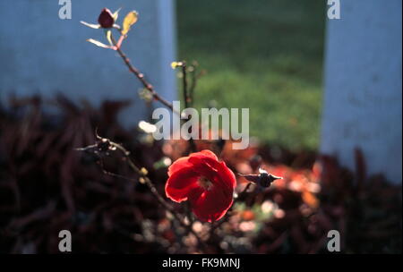 AJAXNETPHOTO. SOMME REGION, FRANCE. - WAR GRAVES - A ROSE IN THE SUNLIGHT BETWEEN TWO HEADSTONES IN A BRITISH COMMONWEALTH WORLD WAR ONE WAR CEMETERY NEAR THE OLD BATTLEFIELD.  PHOTO:JONATHAN EASTLAND/AJAX  REF:0012 6A Stock Photo