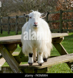 pygmy goat Stock Photo