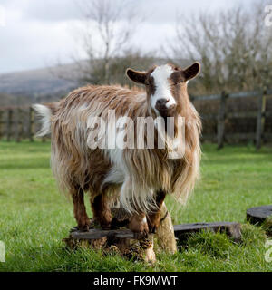 pygmy goat Stock Photo