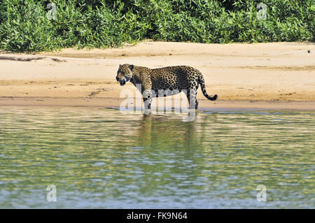 Jaguar - Panthera onca palustris - adult male in river beach on the bank of river Piquiri Stock Photo
