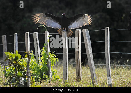 Vulture head-of-red drying Cathartes aura wings- Stock Photo