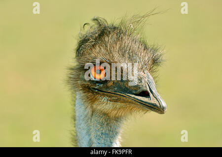 Emu Stock Photo