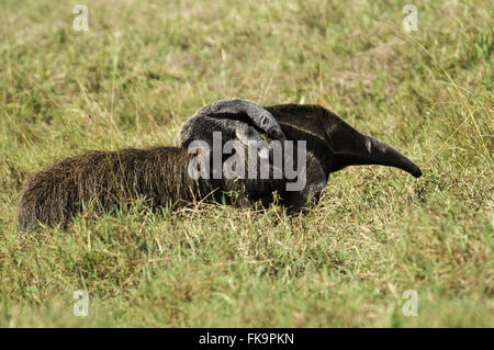 Anteater - threatened animal extinction - Myrmecophaga tridactyla Stock Photo