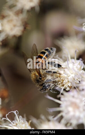 Bee pollinating flower Stock Photo