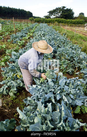 Woman picking organic cauliflower family plantation Stock Photo