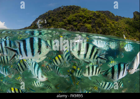 Abundant Sergeant Major damselfish, (Abudefduf vaigiensis). Miniloc Island Resort house reef - split level Stock Photo