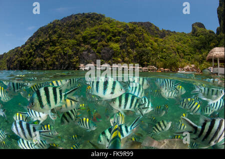 Abundant Sergeant Major damselfish, (Abudefduf vaigiensis). Miniloc Island Resort house reef - split level Stock Photo