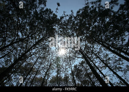 silhouette of pine tree forest with beautiful sky background Stock Photo