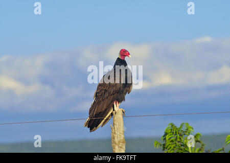 Vulture-of-head-red - Cathartes aura Stock Photo