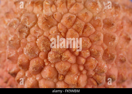 Close-up of a lychee fruit showing its texture Stock Photo