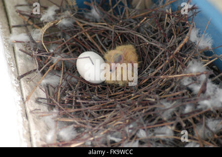 Newly hatched squab of the rock pigeon (Columba livia) sitting next to the pigeon egg in the nest on an urban balcony in Prague, Czech Republic. The nest is pictured few hours after the squab hatched out. Stock Photo