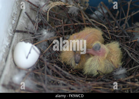 Two newly hatched squabs of the rock pigeon (Columba livia) in the nest on an urban balcony in Prague, Czech Republic. The nest is pictured few hours after the right squab hatched out. The left squab is one-day-old. Stock Photo