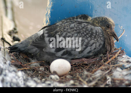 Newly hatched squab of the rock pigeon (Columba livia) sitting next to the pigeon egg in the nest on an urban balcony in Prague, Czech Republic. The nest is pictured 21 days after the squab hatched out. Stock Photo