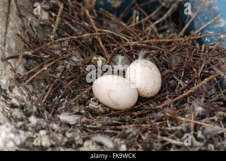 Two eggs of the rock pigeon (Columba livia) in the nest on an urban balcony in Prague, Czech Republic. Stock Photo