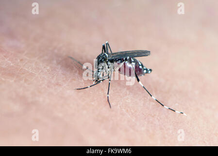 Dengue mosquito sucking blood Stock Photo