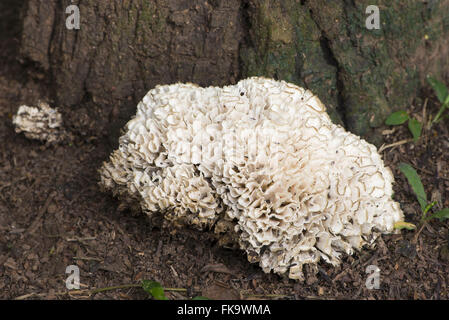Fungus with laminar structure Stock Photo