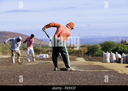 Rural workers in drying yard cafe in the Bahian backlands Stock Photo