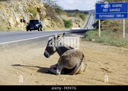 Donkey lying on the edge of Highway BA-262 in the Bahian backlands Stock Photo