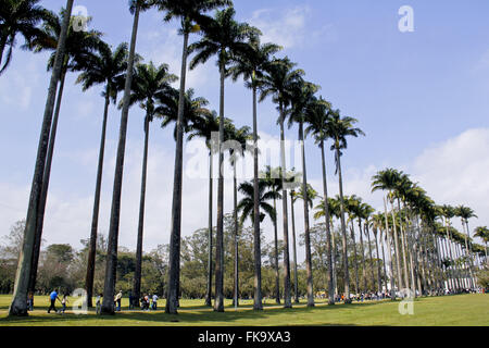 Imperial palms in Parque Burle Marx - known as City Park Stock Photo