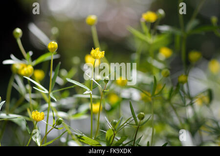 Goldilocks buttercup (Ranunculus auricomus agg.). Plant of moist woodland in the family Ranunculaceae, with many yellow flowers Stock Photo