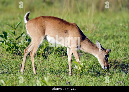 Pampas deer in the Pantanal South Stock Photo