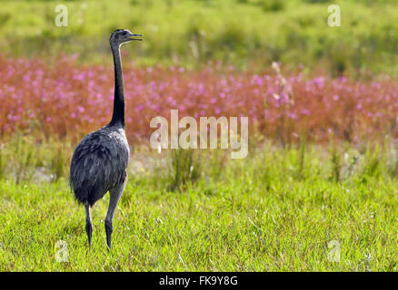 Ema in the Pantanal South Stock Photo