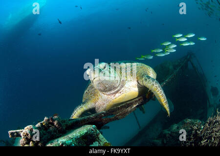Sea turtle resting near dive center in Mabul, Sipadan, Malaysia Stock Photo