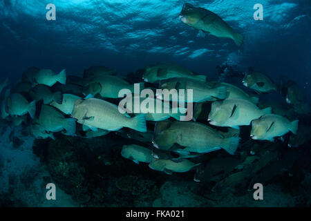 school of bump-head parrot fish swimming in shallow water in sipadan in Malaysia Stock Photo