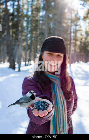 Wild Chickadee birds eat out of stylish woman's hands in snowy forest environment