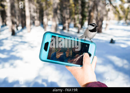 Small bird perched on iphone 6s in snowy mountain environment