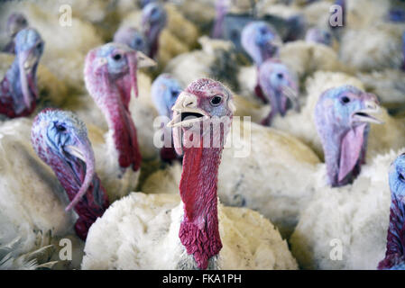 Criação de perus para abate Stock Photo